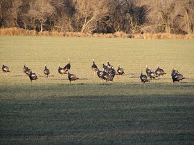 Wild turkeys graze a wheat field in Kansas.