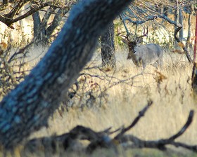 A Texas buck walk through brush grass.
