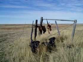 One of many successful pheasant hunting days Fall 2007 in Montana.