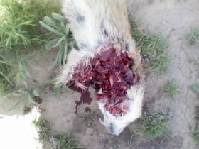 A prairie dog shot at 500 yards.