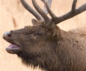 A bull elk photo taken by Mark Gocke.