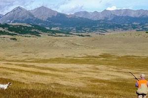 Montana Bird Hunts