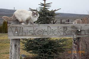 Whiskey Dick Ranch