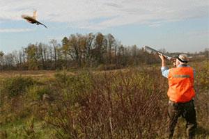 Pheasant Hollow Gun Dogs & Hunting Club
