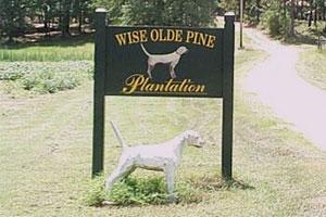 Wise Olde Pine Plantation