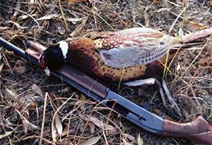 Pheasant  Missouri Department of Conservation