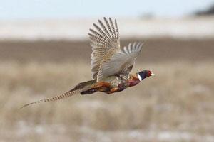 Flying High Game Birds