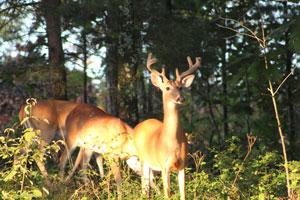 Richwoods Hunting