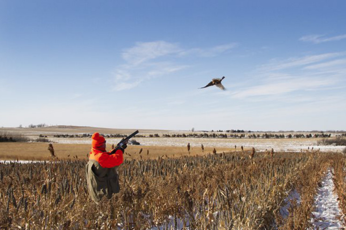 Wild West Upland Paradise Belleville, Kansas Ultimate Pheasant Hunting