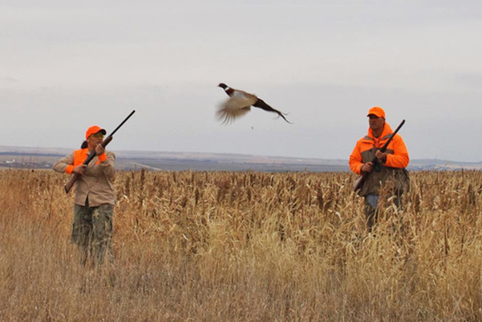 Wild West Upland Paradise Belleville, Kansas Ultimate Pheasant Hunting