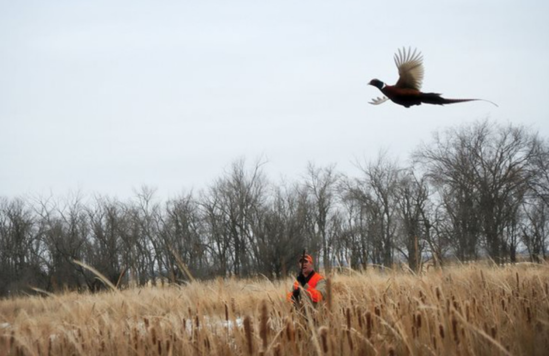 Wild West Upland Paradise Belleville, Kansas Ultimate Pheasant Hunting