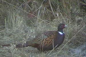 Wings & Rings Gamebirds