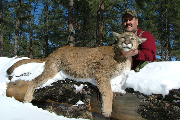 Mountain Lion Hunts