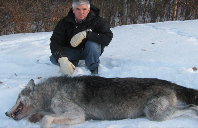 Wolf Hunts